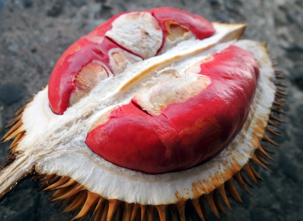 Sầu riêng ruột đỏ